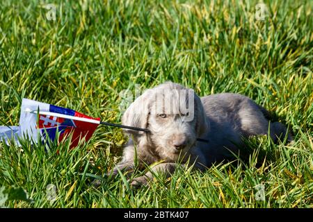 Grauhaarige Welpen im Gras, die die slowakische Flagge halten. Die Welpen sind der Rasse: Slowakischer rauhaariger Pointer. Stockfoto