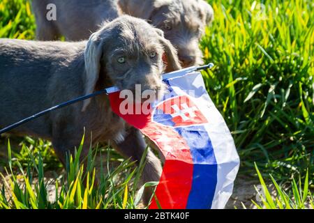 Grauhaarige Welpen im Gras, die die slowakische Flagge halten. Die Welpen sind der Rasse: Slowakischer rauhaariger Pointer. Stockfoto