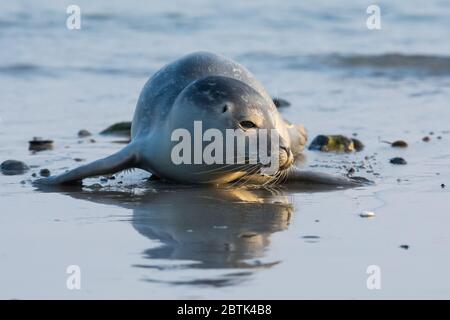 Common Seal auch als Habichtsiegel bekannt, Haarrobbe oder Spotted Seal (Phoca vitulina) ist ein nicht-wandernde Säugetier, Ohrlose Dichtung aus der Familie Phocidae. Stockfoto