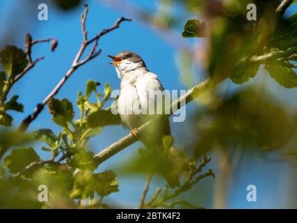 Gewöhnlicher Whitethroat (Sylvia Kommunismus), der in einem Baum singt, Livingston, West Lothian, Schottland. Stockfoto