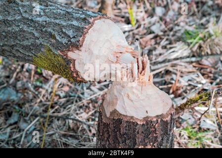 Ein Baum, der von Bibern zernagt wurde, fiel im Frühjahr Stockfoto