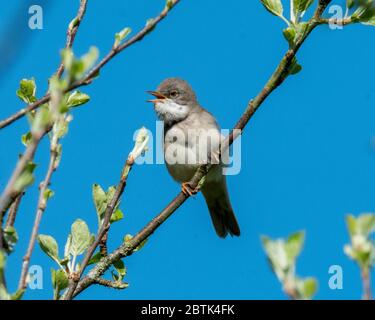 Gewöhnlicher Whitethroat (Sylvia Kommunismus), der in einem Baum singt, Livingston, West Lothian, Schottland. Stockfoto