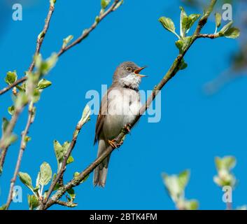 Greater Whitethroat (Curruca communis) singt in einem Baum, Livingston, West Lothian, Schottland. Stockfoto