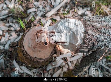 Ein Baum, der von Bibern zernagt wurde, fiel im Frühjahr Stockfoto