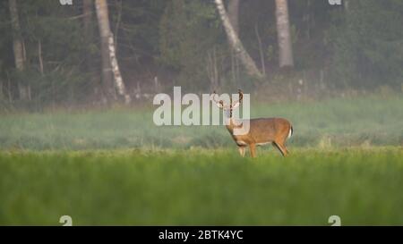 Alert Weißschwanz Hirsch Blick auf Wiese in der Sommer-Natur mit Kopierraum Stockfoto