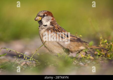 Männliche Haussperling füttert sich von Grassamen und sitzt im Sommer auf dem Boden Stockfoto