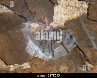 Eine große Tarantula webt ein Spinnennetz Stockfoto