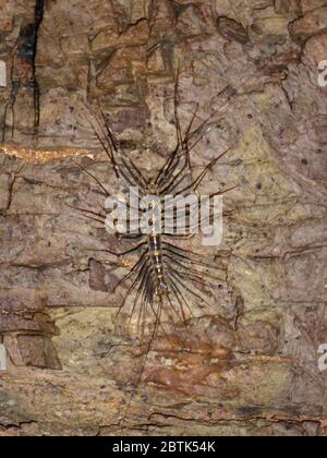 Riesenzentipede in einer Höhle in Thailand Stockfoto