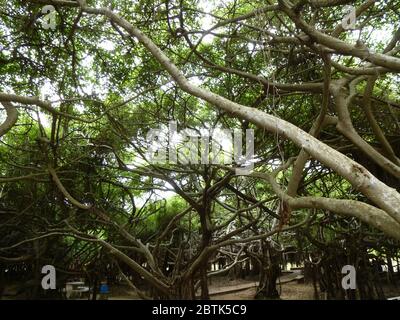 Sai Ngam – Thailands größter und ältester banyan-Baum in Phimai Stockfoto