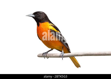 Ein baltimore Oriole isoliert auf weißem Hintergrund. Stockfoto