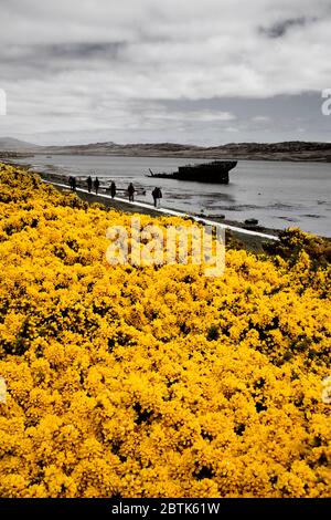 Schiffswrack 'Jhelum' auf der Ross Road West in Port Stanley, Falkland Islands (Islas Malvinas), Großbritannien, Südamerika Stockfoto