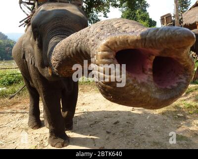Lustige asiatische Elefant zeigt seine lange Proboscis Stockfoto
