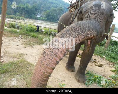 Lustige asiatische Elefant zeigt seine lange Proboscis Stockfoto