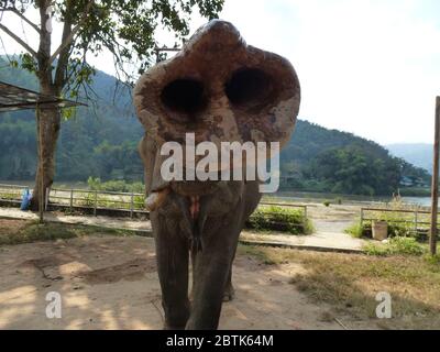 Lustige asiatische Elefant zeigt seine lange Proboscis Stockfoto