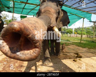 Lustige Elefant zeigt seine langen Proboscis Stockfoto