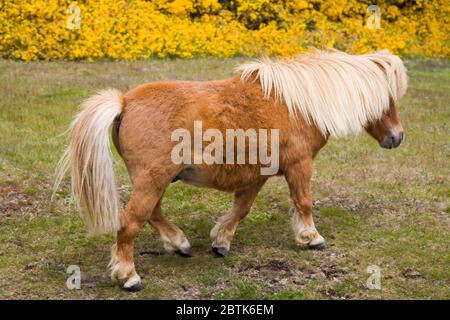 Shetland-Pony in Port Stanley, Falklandinseln (Malwinen), Vereinigtes Königreich, Süd Amerika Stockfoto
