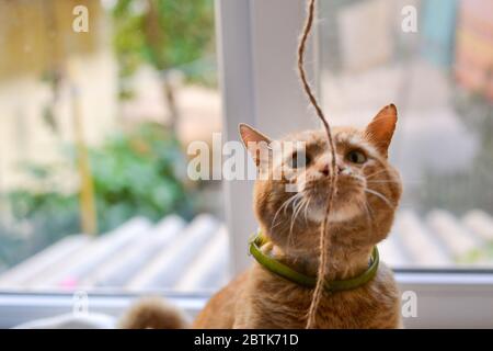 Eine schöne Ingwerkatze sitzt an einem sonnigen Tag auf der Fensterbank. Süße rote Katze spielt mit einem Seil. Nahaufnahme. Das Haustier ruht zu Hause aus. Kostenlos Stockfoto