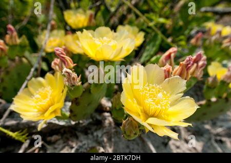 Opuntia humifusa (Devil's - Zunge, östlichen Feigenkaktus, Indische Feige) mit gelben Blumen, am Strand in der Nähe von Nordsee Hafen, Long Island, New York, USA. Stockfoto