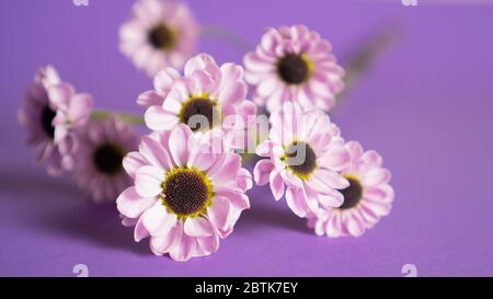 Nahaufnahme zarte kleine Blüten auf violettem Hintergrund. Zweig der Chrysantheme Blumen auf dem Tisch liegen. Verschwommen Stockfoto