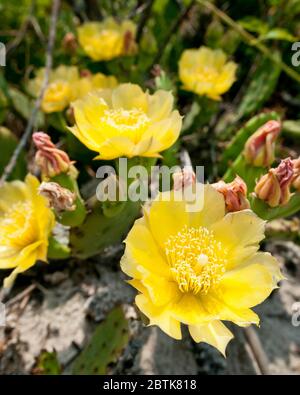 Opuntia humifusa (Devil's - Zunge, östlichen Feigenkaktus, Indische Feige) mit gelben Blumen, am Strand in der Nähe von Nordsee Hafen, Long Island, New York, USA. Stockfoto