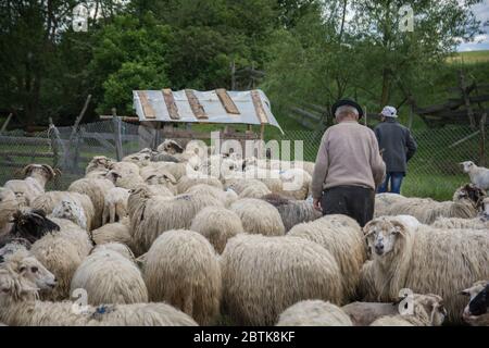 Der alte Hirte geht neben seinen Schafen, Rumänien Stockfoto