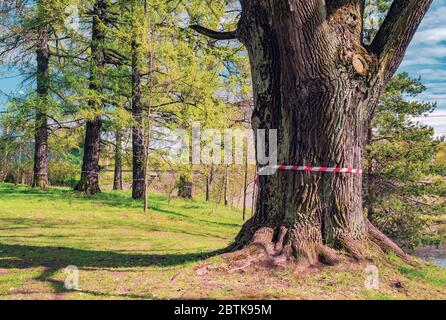 Eiche im Park mit Schutzband vom Coronavirus gebunden. Leningrad. Stockfoto