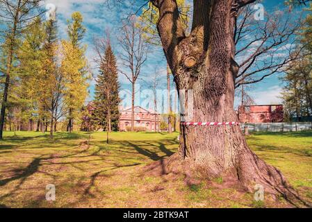 Eiche im Park mit Schutzband vom Coronavirus gebunden. Leningrad. Stockfoto