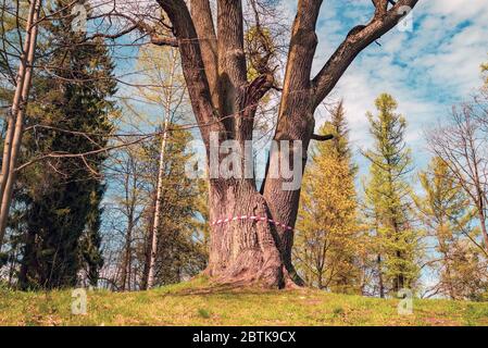 Eiche im Park mit Schutzband vom Coronavirus gebunden. Leningrad. Stockfoto