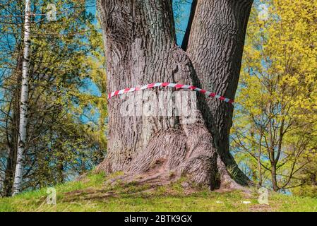 Eiche im Park mit Schutzband vom Coronavirus gebunden. Leningrad. Stockfoto