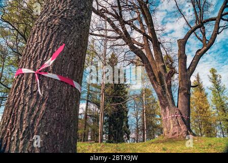 Eiche im Park mit Schutzband vom Coronavirus gebunden. Leningrad. Stockfoto