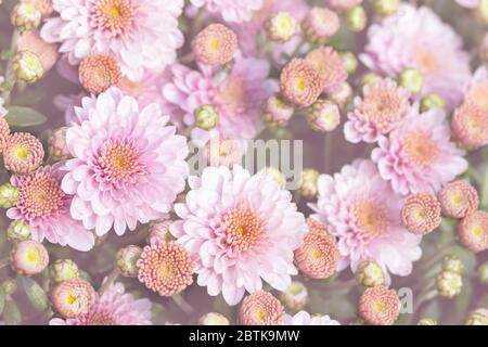 Schöne close-up natürliche weiche rosa Pfirsich Chrysantheme Blume Hintergrund. Frühling blumige blühende Pflanze pastellfarbenen Bakckdrop. Naturgarten Stockfoto