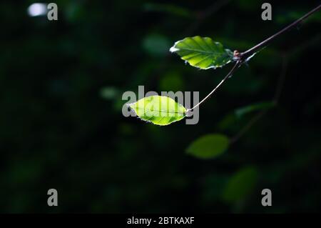 Ein einzelnes Blatt wird durch Sonnenlicht erleuchtet. Stockfoto