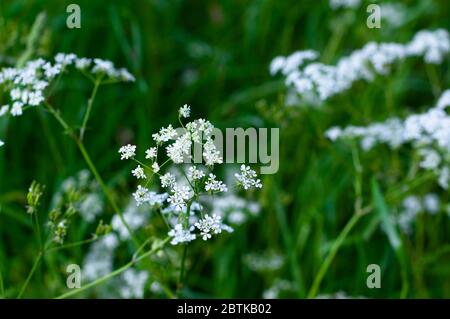 Rind Petersilie Blüten wachsen vor einem verschwommenen grünen Hintergrund. Stockfoto