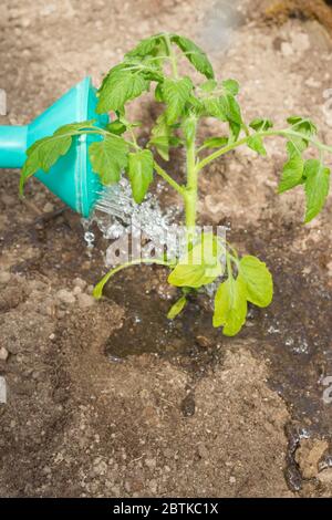 Frisch gepflanzte Tomatensämlinge werden aus einer Gießkanne im Gewächshaus gegossen Stockfoto