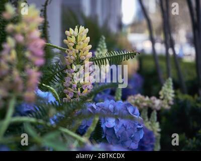 Frühlingsblumen in einem städtischen Garten Stockfoto