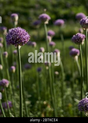 Schöne lila Allium in Blüte in Chicago Stadtgarten Stockfoto