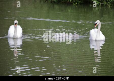 Stumme Schwäne (Cygnus olor) auf dem Wasser mit sechs Cygnets, die nur ein paar Tage alt sind Stockfoto