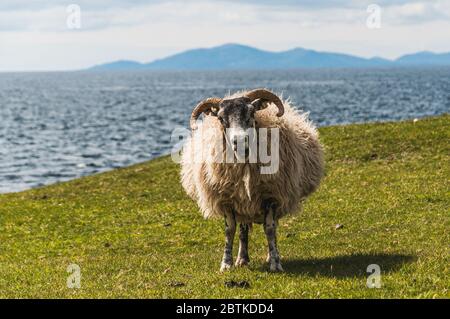 Neugieriges Porträt von Schwarzgesicht Schafe grasen in der Isle of Skye, Schottland. Konzept: Typisch schottische Haustiere Stockfoto