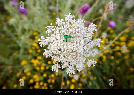 Käfer grüne Rose Schäfer sammelt Nektar auf Eberesche Blumen Stockfoto