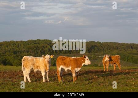 Ayrshire Milchkälber auf den Südabfahrten in Sussex Stockfoto