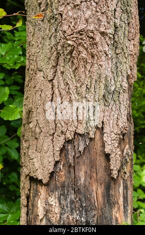Verfallend, schälende Rinde, die vom Stamm eines toten liqidambar (Liquidambar styraciflua) Baumes in Surrey, Südostengland wegfällt Stockfoto