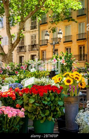 Blumenmarkt in Place de l'Hotel de Ville, Aix en Provence, Frankreich Stockfoto