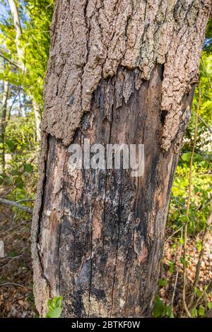 Verfallend, schälende Rinde, die vom Stamm eines toten liqidambar (Liquidambar styraciflua) Baumes in Surrey, Südostengland wegfällt Stockfoto