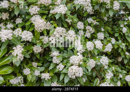Hübsche, zarte weiße Blüten (Corymbs, Blütenstände) eines duftenden immergrünen Viburnum Strauch in Blüte im Frühjahr, häufig für Gartenabsicherung verwendet Stockfoto