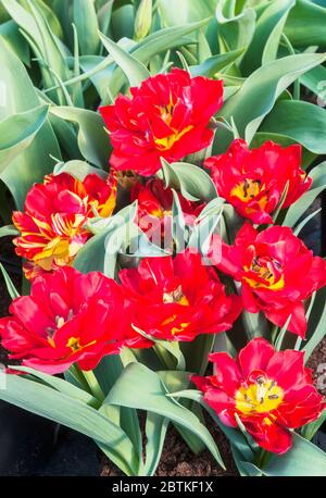 Gruppe von tulipa Abba vollständig geöffnet. Eine Schüssel geformte rote Tulpe mit manchmal gelben Markierungen eine doppelte frühe Gruppe von Tulpen Division 2 Stockfoto