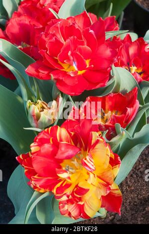 Gruppe von tulipa Abba vollständig geöffnet. Eine Schüssel geformte rote Tulpe mit manchmal gelben Markierungen eine doppelte frühe Gruppe von Tulpen Division 2 Stockfoto