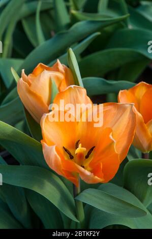 Nahaufnahme des tulipa Orange Emperor mit Stigma und Staubgefäß. Eine einzelne Frühlingsblüte Tulpe, die zur Fosteriana-Gruppe der Tulpen Division 13 gehört Stockfoto
