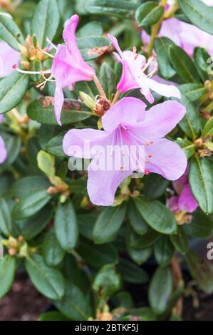 Nahaufnahme von Zwerg Rhododendron Snipe EIN fruchtbarer Rhododendron mit rosafarbigen Mauvenblüten im Frühjahr eine immergrüne, winterharte Staude Stockfoto