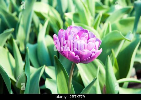 Tulipa Blue Diamond. Eine lila Pfingstrose blühte Tulpe, die im späten Frühjahr & Frühsommer blüht. .EINE doppelte spätblühende Tulpe der Abteilung 11 Gruppe Stockfoto