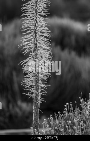 Schwarz und Weiß. Getrocknetes Skelett von Echium Wildpretii endemisch im Teide Nationalpark. Winterpflanze von Tajinaste rojo. Grüne kanarienbüsche auf einem verschwommen Stockfoto